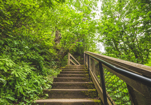Stairway in Green Forest