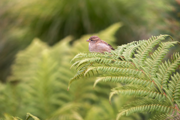 Sparrow sitting on a fern, Christchurch Botanical Garden