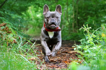 French bulldog