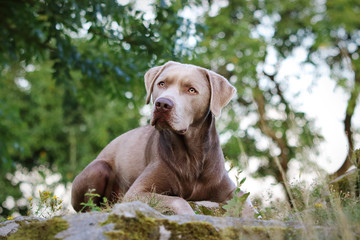 Labrador 