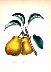 Illustration of a pear.