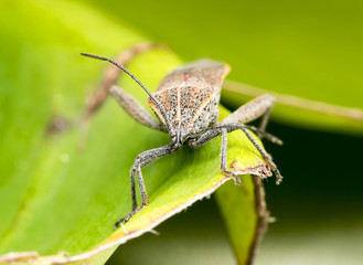 Beetles