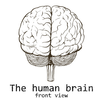 Human brain painted on a white background.