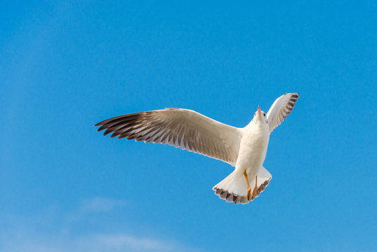 Freedom concept, White seagull soaring in the blue sky in Miami.