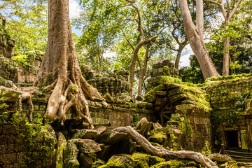 Obraz premium Historical complex of Ta Prohm temple near Siem Reap in Cambodia