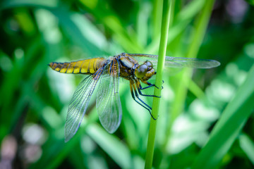 Large dragonfly with a yellow belly sits on a grass stalk