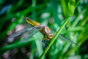 Large dragonfly with a yellow belly sits on a grass stalk
