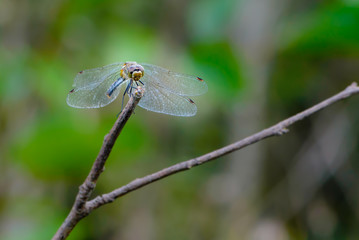 Dragonfly with open mesh wings sits on a bush branch