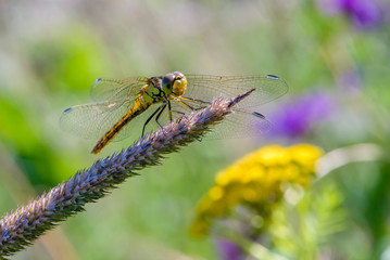 Fototapeta na wymiar Yellow dragonfly sits on a grass stalk on a mottled background of flowering meadow flowers