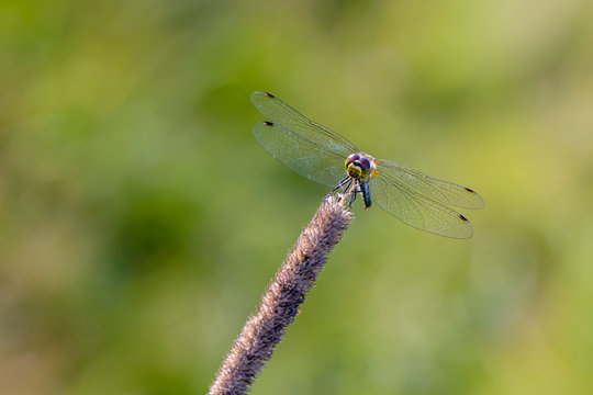 Dragonfly with open mesh wings sits on grass stalk on a meadow