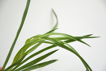 The green grass green thin leaves