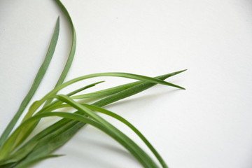 The green grass green thin leaves