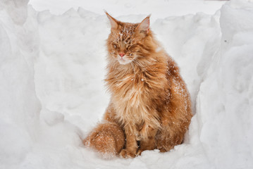 Red cat of the breed American Maine Coon sitting in a snowdrift