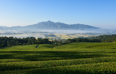 녹차밭에서 본 월출산 풍경
