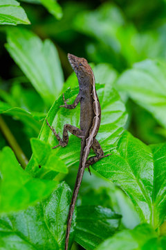 Geco on Green Leaves