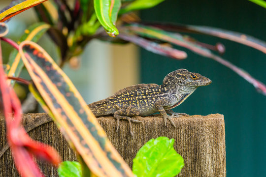 Lizard with Croton Plant