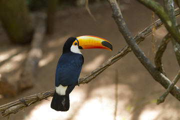Obraz premium Toco Toucan.