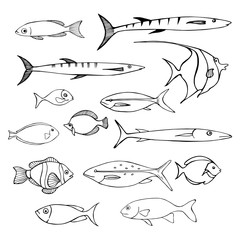 Fototapeta premium Sea fish. Vector sketch illustration.
