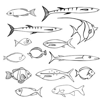 Sea fish. Vector sketch  illustration.