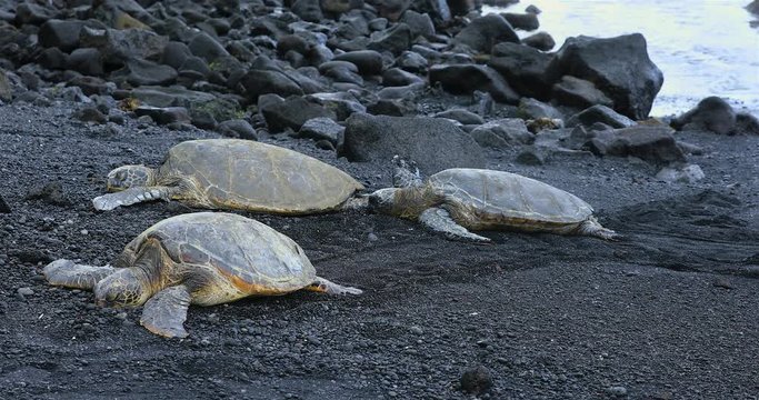 Turtles on the black sand beach, Big Island, Hawaii, USA