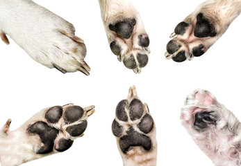 Close up of dog paws isolated on white background. dog and puppy paws set isolated on white
