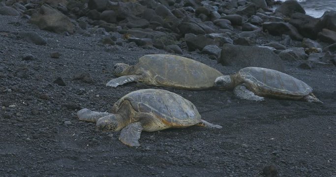 Turtles on the black sand beach, Big Island, Hawaii, USA