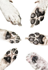 pet dog paws collection isolated on white background