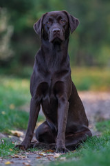 Labrador