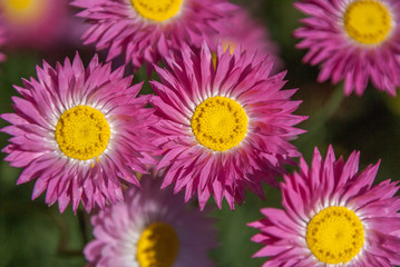 Obraz premium Everlastings