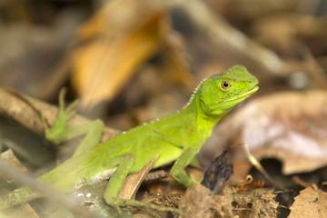 Green Lizard In The Wild