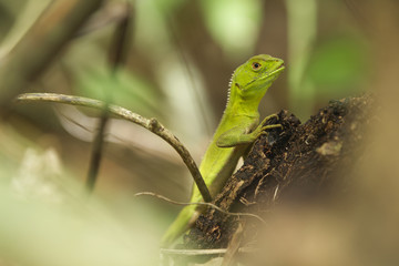 Green Lizard In The Wild