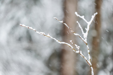 Obraz premium Abstract picture in the winter forest.Bavarian alps.Germany