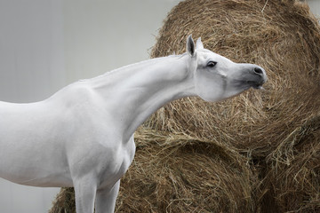 Gray arabian horse on white and hay background isolated