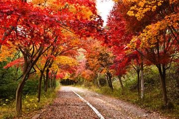 Naklejka premium 아름다운 단풍 길