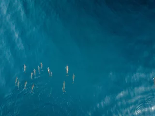Washable wall murals Dolphin Dolphins from DJI Drone View