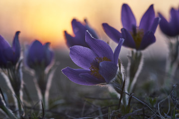 Kuhschelle, Küchenschelle, Pulsatilla vulgaris