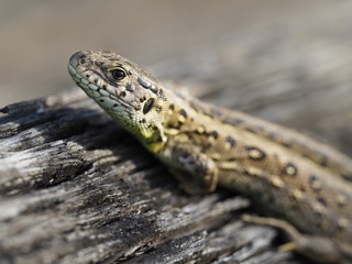 Zauneidechse, Lacerta agilis