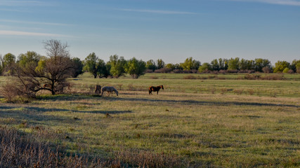 Fototapeta na wymiar horses pasturing on the field in spring Astrakhan region, Russia
