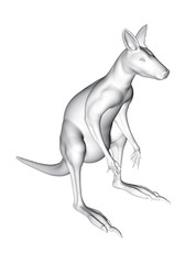 Obraz na płótnie Canvas Kangaroo