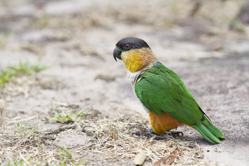 A colorful parrot.