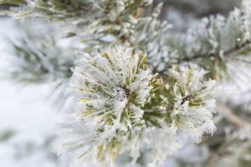 Pines in winter