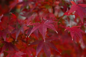 根来寺の紅葉