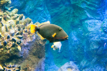 Beautiful colorful fish in the aquarium, Vietnam