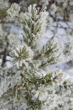 Fototapeta Pines in winter