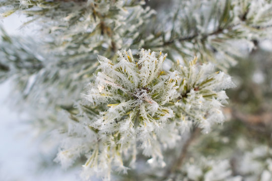 Fototapeta Pines in winter