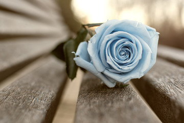 Rosa azul 