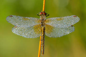 Dragonfly with drops of dew on wings