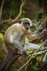 A green vervet monkey sitting in a tree