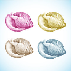 Set of Watercolor Shells. Vector illustration