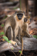A green vervet monkey and its baby sitting